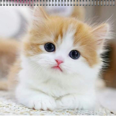 Calendar 2025 Cute Cats